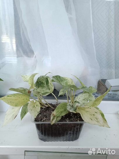 Сингониум, спацифилиум