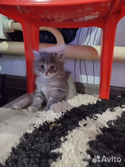 Котята курильский бобтейл