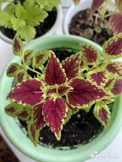 Колеусы отростки скорешками