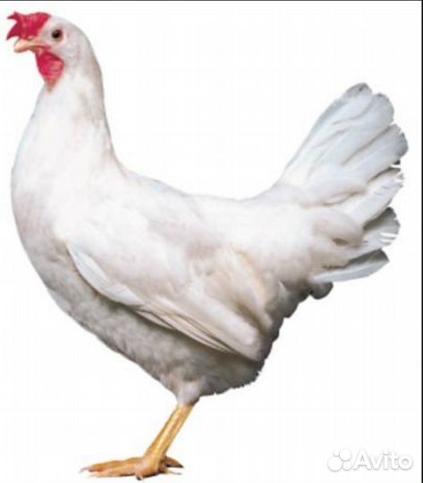 Молодые петухи Декабл Уайт