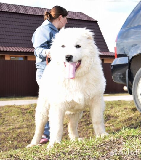 Щенок кавказской овчарки