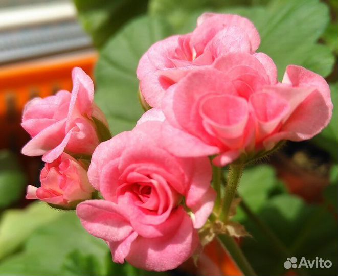 Пеларгонии сортовые