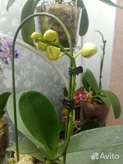 Орхидея Мадонна