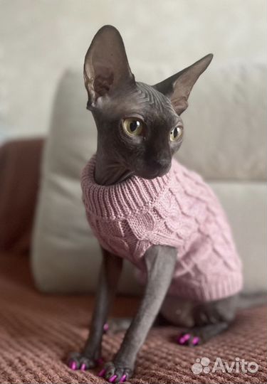 Костюм для животных