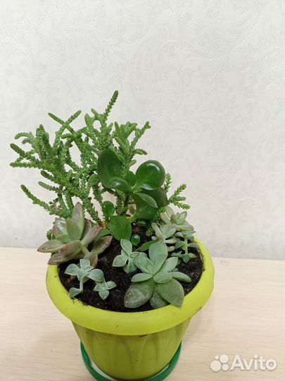 Суккуленты для флорариума, мини садики
