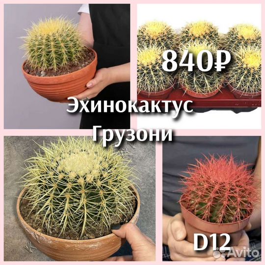 Суккуленты