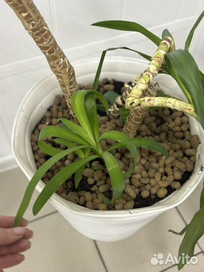 Продам цветы комнатные