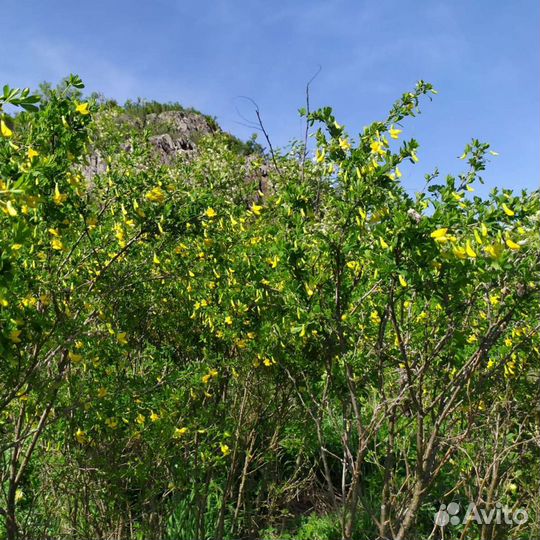 Мед акации алтайский (сбор 2023)