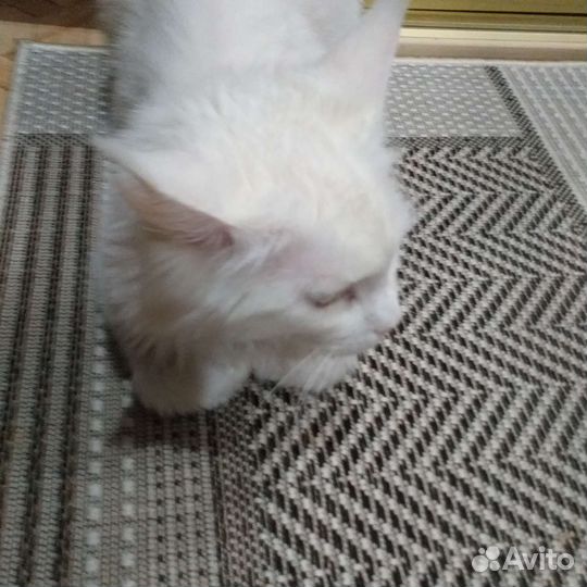 Кошки майкун