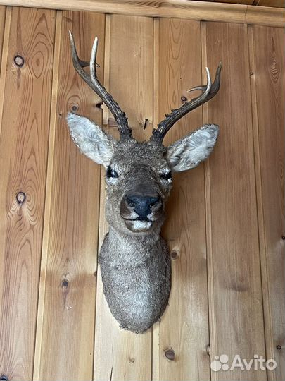 Чучела животных