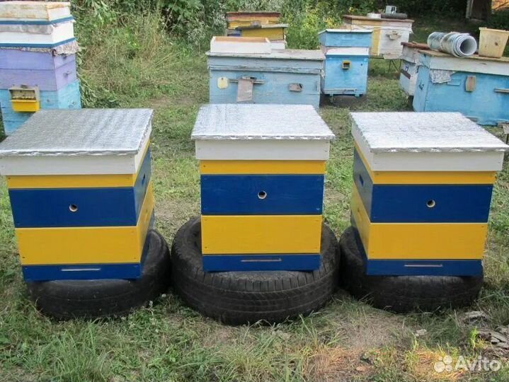 Пчелосемьи на высадку