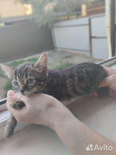 Кошка в дар бесплатно