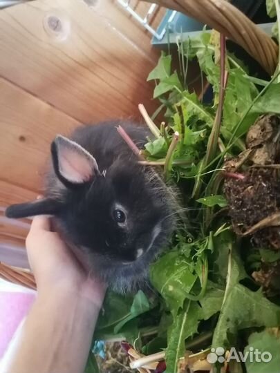 Карликовые крольчата