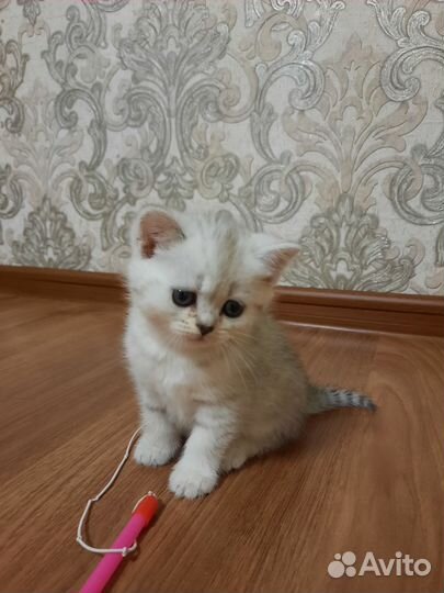 Шотландская