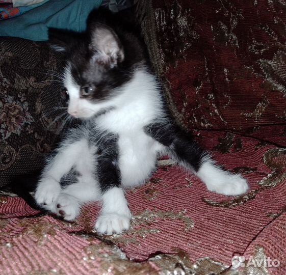 Красавчиг, котенок Отдам в хорошие руки