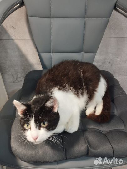 Кошка в добрые руки