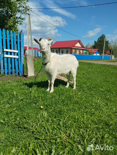 Коза дойная с козлятами