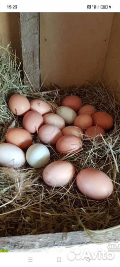 Яица домашние куриные