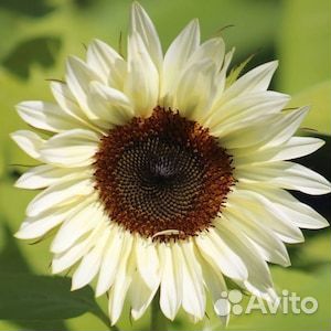 Подсолнух белый