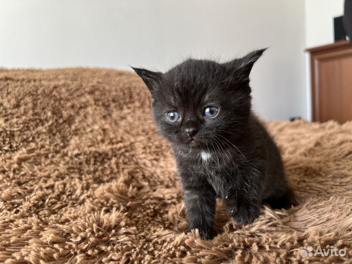 Котята в дар бесплатно