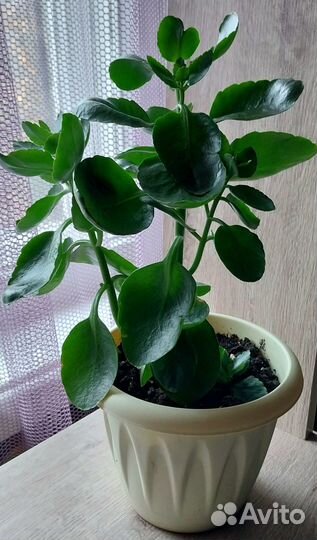 Каланхоэ цветущий розовый