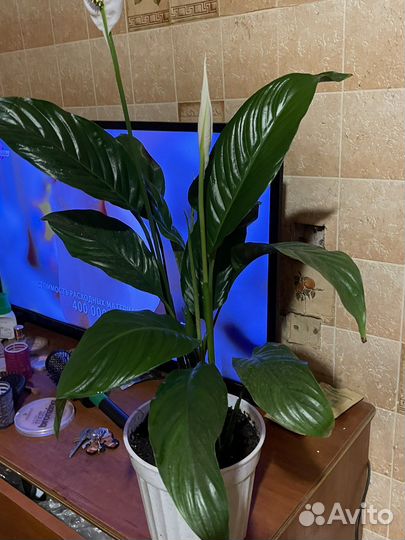 Цветок женское счастье