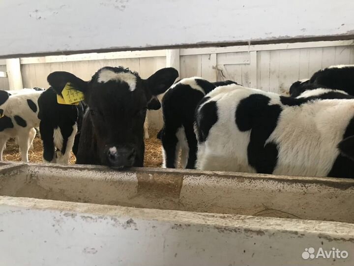 Бычки, телята, телки 1-3 мес