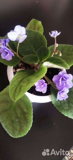 Фиалки сортовые