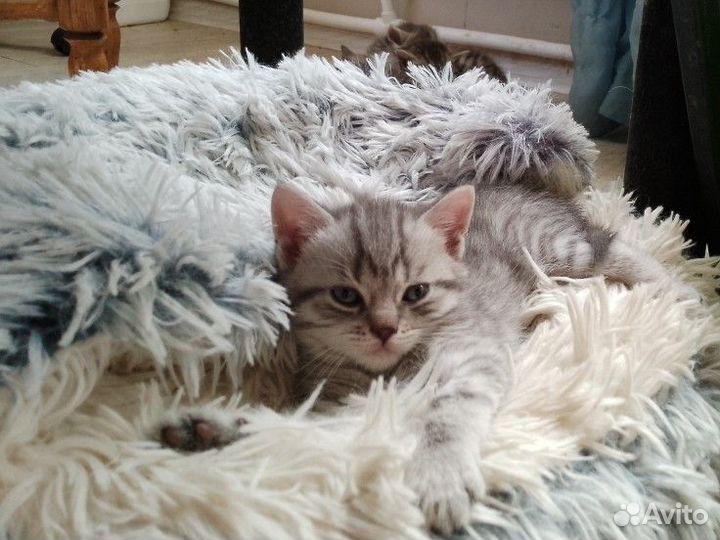 Продаю котят