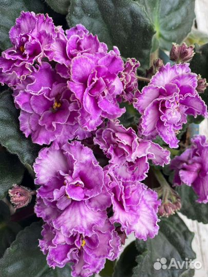 Фиалка в горшках