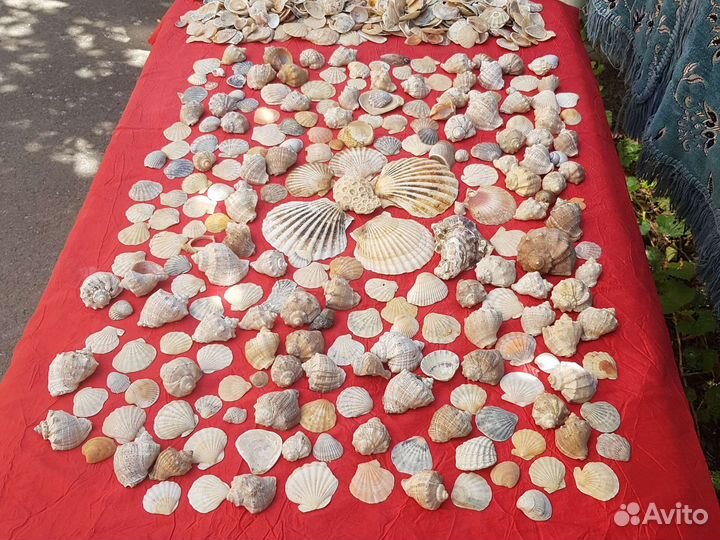 Ракушки и коралл Мозговик