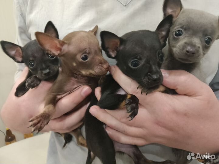 Мини той-терьер