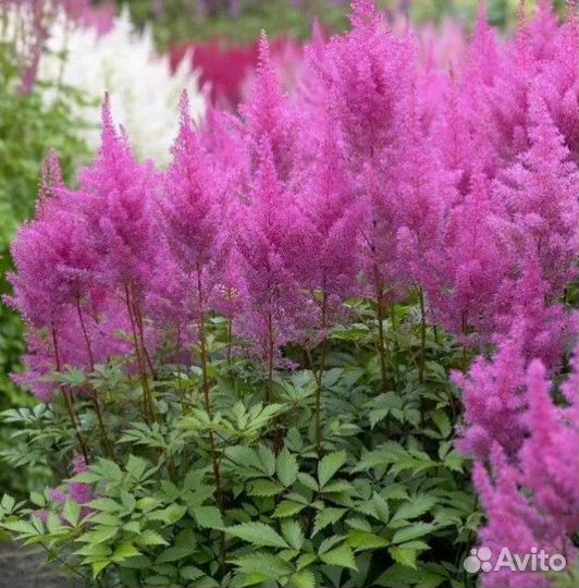 Астильба, Лихнис Корончатый,Лиатрис