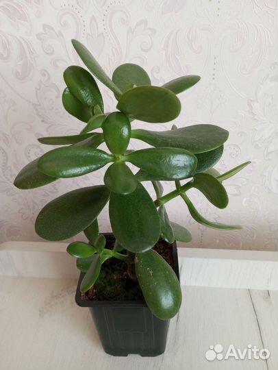 Толстянка (Денежное дерево)