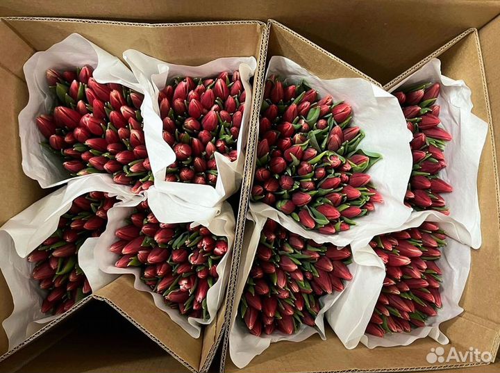 Тюльпаны мелкий, крупный опт от 500 шт