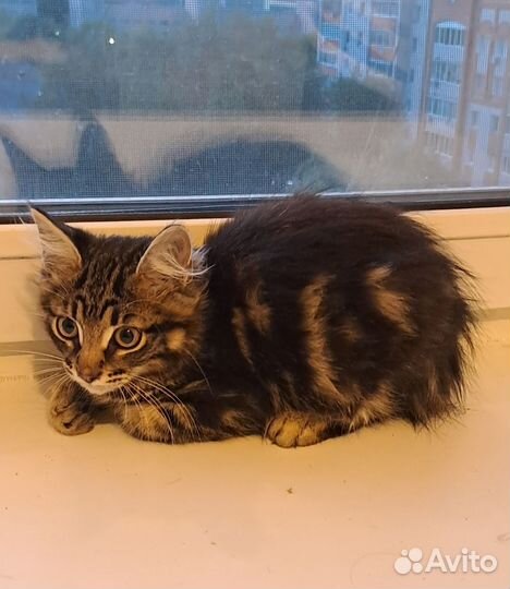 Котенок мальчик 3 месяца