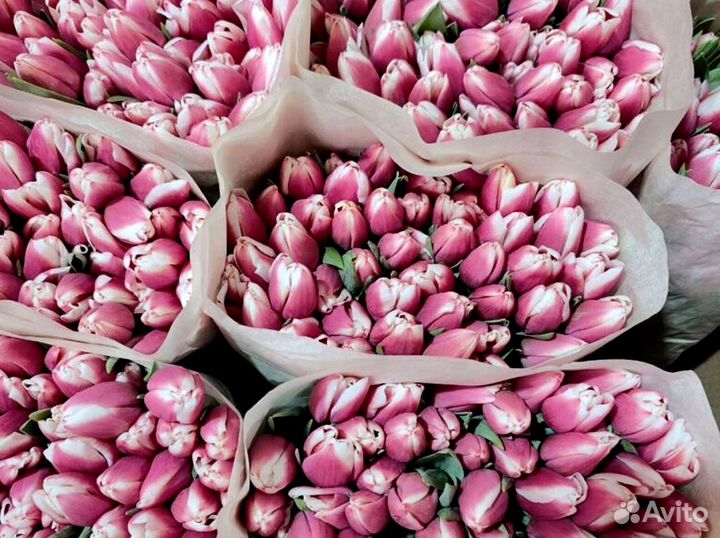 Тюльпаны опт