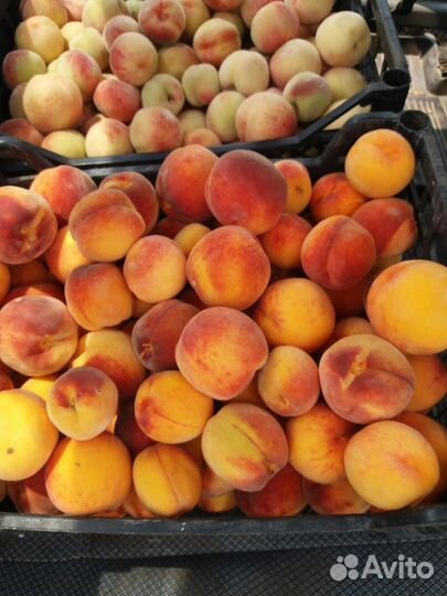 Саженцы слив,абрикос,вишни,персик,орех,миндаль