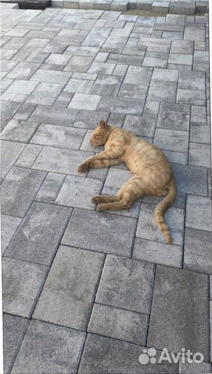 Брусчатка минимальный объем 120 м2