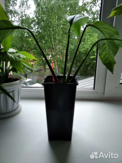 Спатифиллум