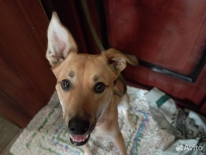 Собака в добрые руки