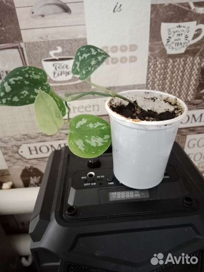 Сциндапсус