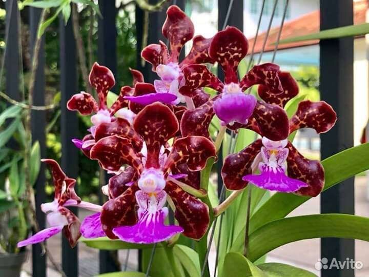 Ванда Papilionanda paksorn fragrance