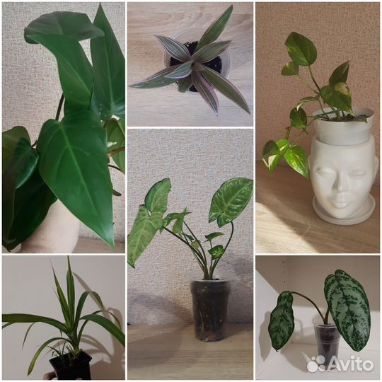 Комнатные цветы