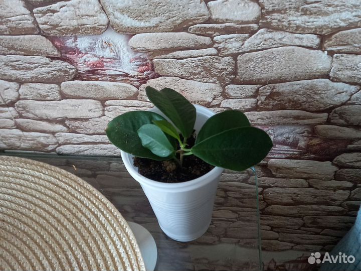 Фикус отростки.микрокарпа