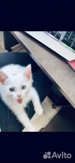 Котенок ищет дом
