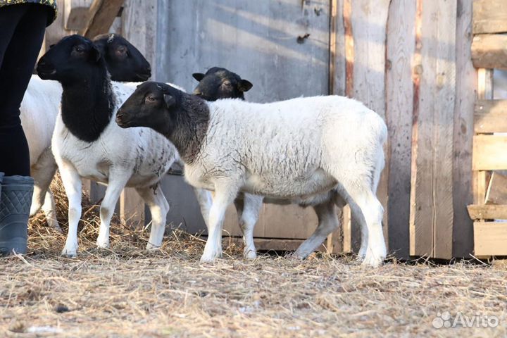 Ягнята породы Дорпер