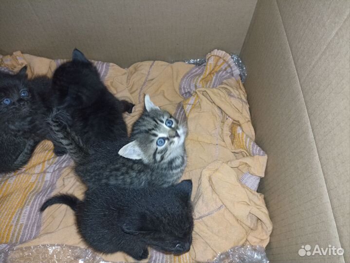 Котята в добрые руки