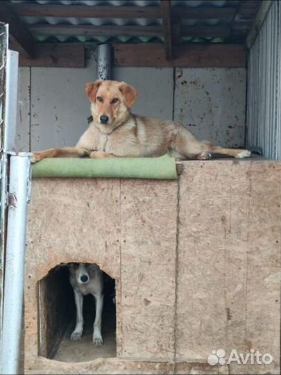 Обаятельные сестрички в добрые руки