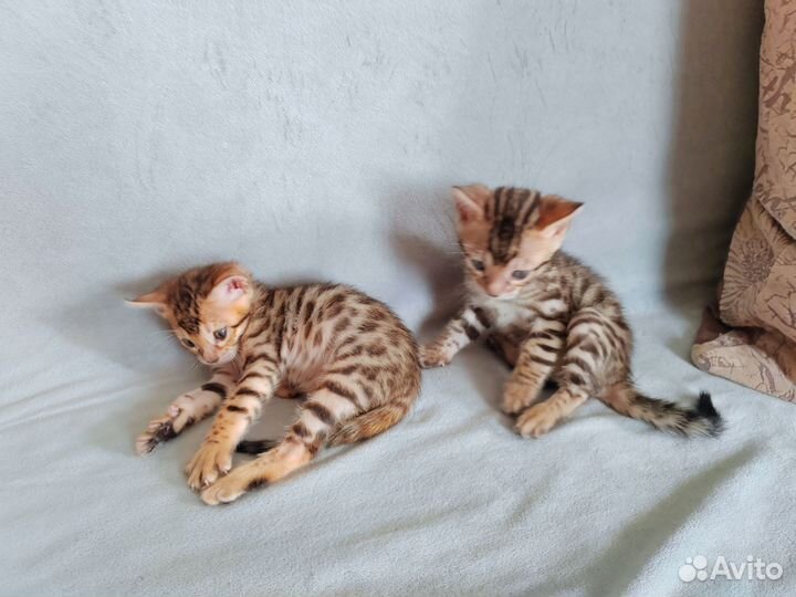 Бенгальские котята